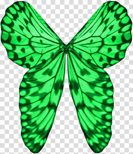 Wings Green transparent background PNG clipart