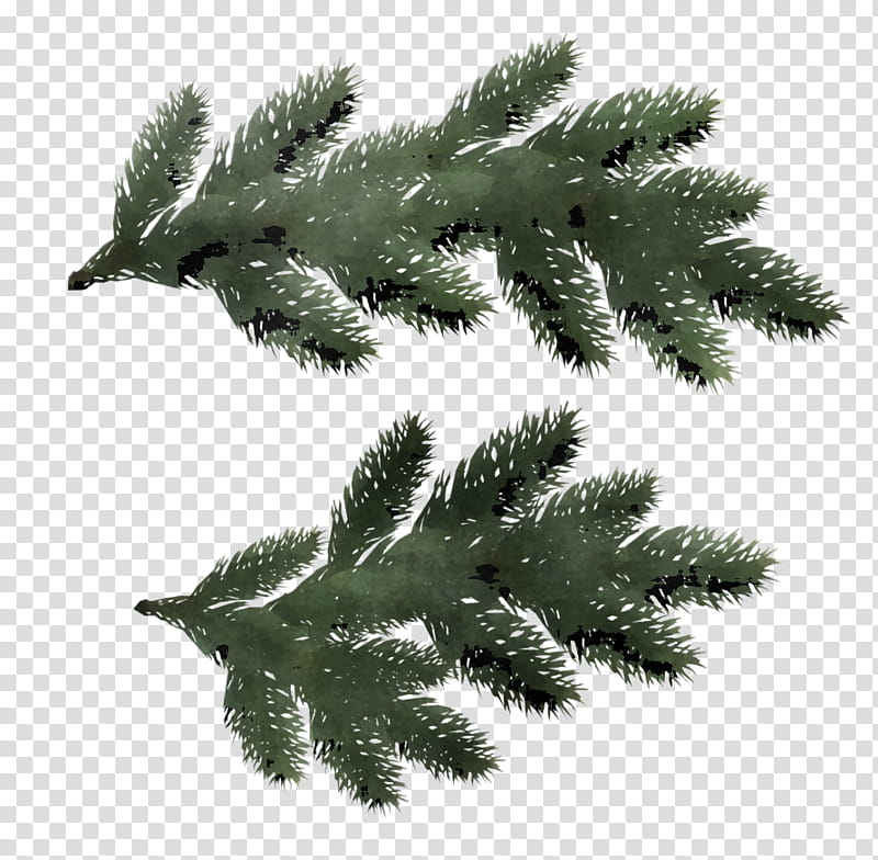 Fern, Shortleaf Black Spruce, Columbian Spruce, Yellow Fir, Colorado Spruce, Balsam Fir, Canadian Fir, Jack Pine transparent background PNG clipart