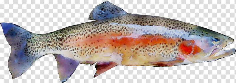Rainbow, Salmon, Rainbow Trout, Atlanti Lazac, Fish, Omega3 Fatty Acids, Brown Trout, Oily Fish transparent background PNG clipart