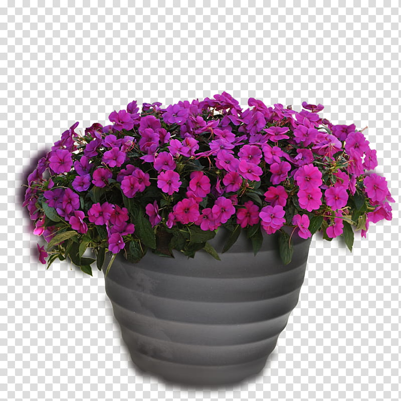 Pink Flower, Flowerpot, Blog, Plants, Impatiens, Garden, Annual Plant, Garden Centre transparent background PNG clipart