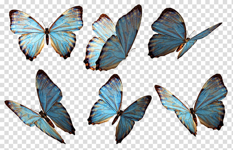 Butterfly, six blue and gold butterflies transparent background PNG clipart