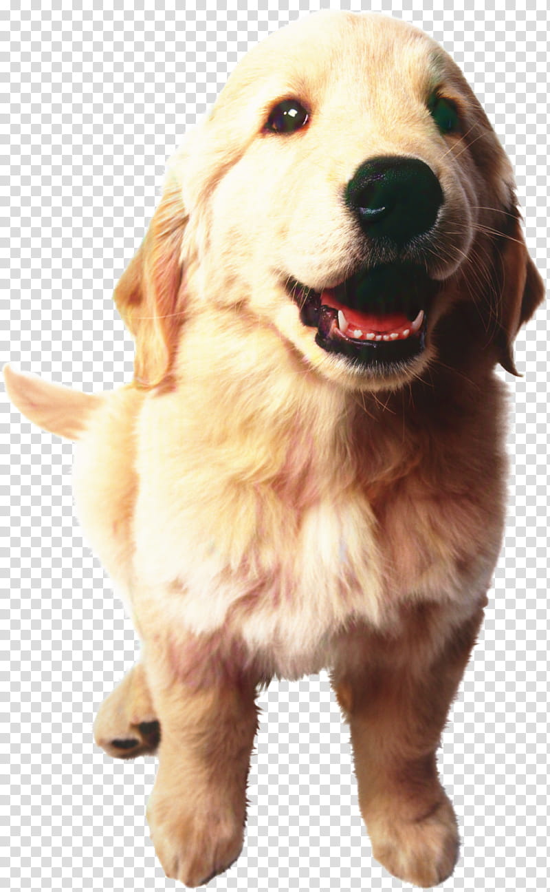 Dog And Cat, Golden Retriever, Puppy, Decal, Sticker, Bumper Sticker, Bark, Pet transparent background PNG clipart