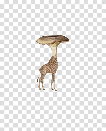 , white and brown mushroom head giraffe transparent background PNG clipart