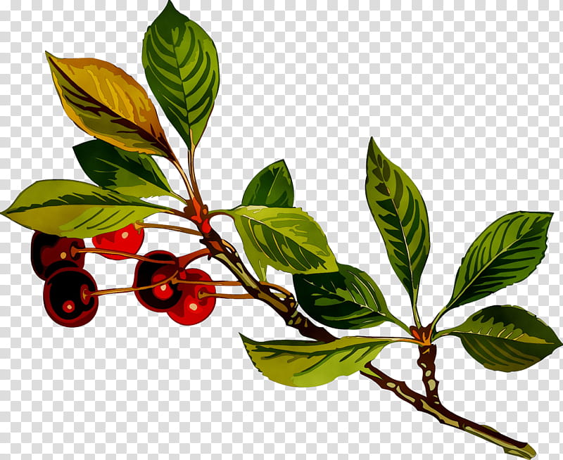 Woody, Chokeberry, Fiveflavor Berry, Plant Stem, Leaf, Twig, Plants, Flower transparent background PNG clipart