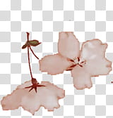 sakura s, white petaled flower artwork transparent background PNG clipart