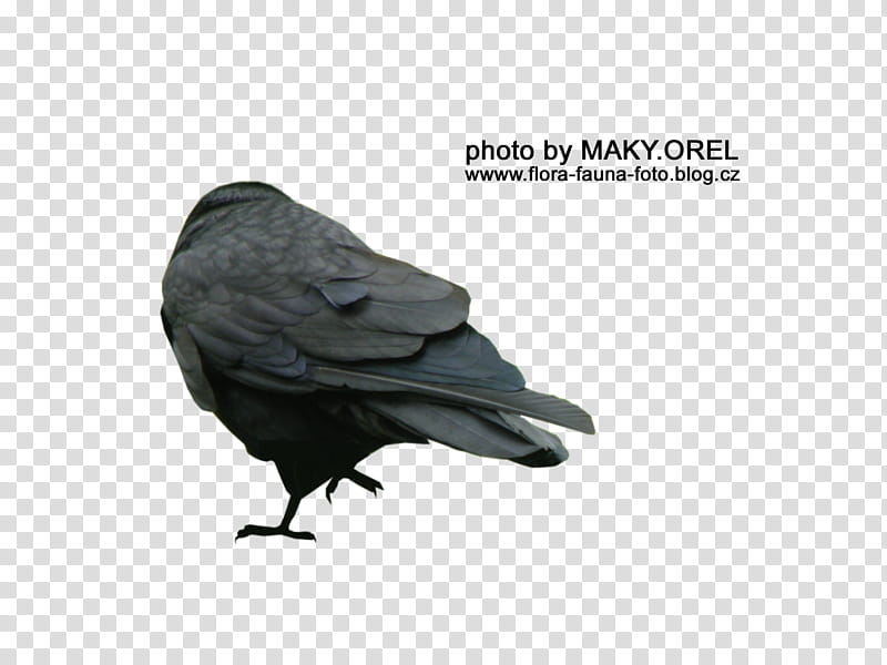 SET Black rook, black bird graphy transparent background PNG clipart