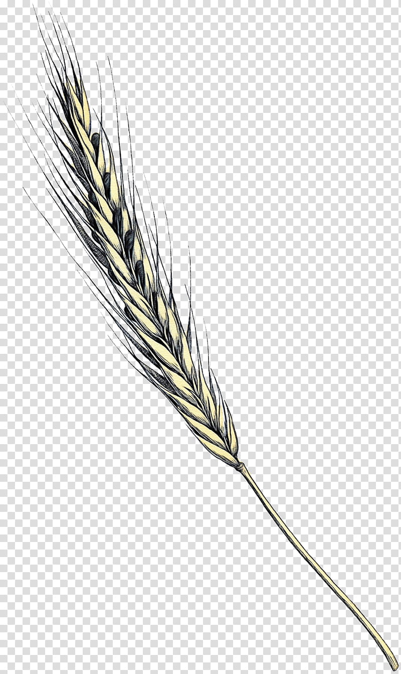 Watercolor Plant, Paint, Wet Ink, Emmer, Einkorn Wheat, Grasses, Barleys, Triticale transparent background PNG clipart