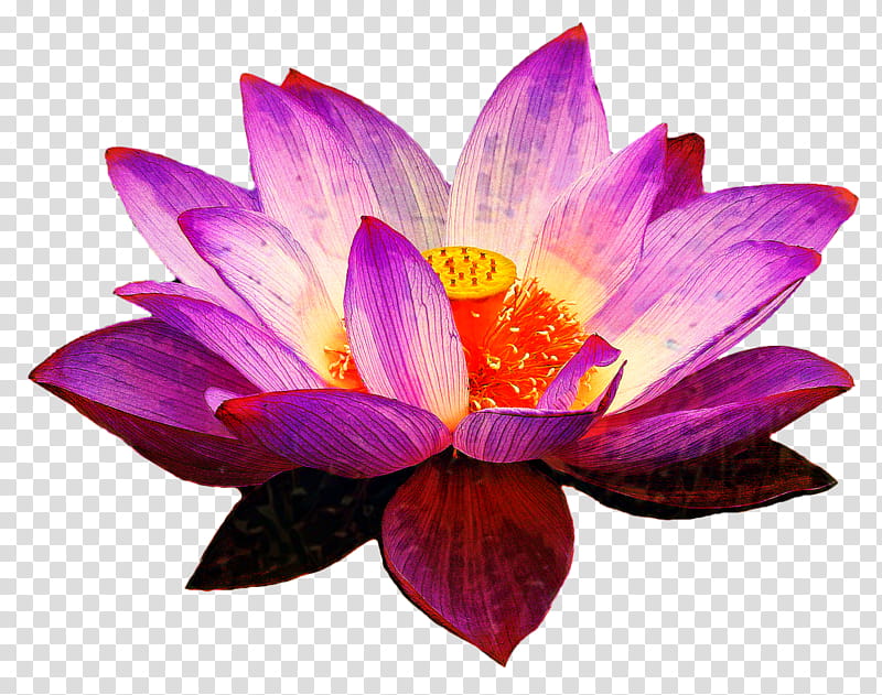 Pink Flower, Nymphaea Nelumbo, Lotus, Water Lilies, Petal, Violet, Purple, Aquatic Plant transparent background PNG clipart
