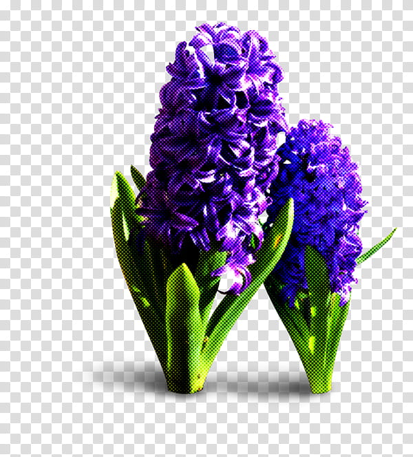 flower hyacinth plant purple violet, Cut Flowers, Delphinium, Iris, Grape Hyacinth transparent background PNG clipart