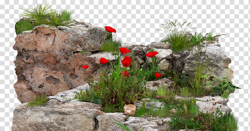 Five nature scenes , red poppy flowers transparent background PNG clipart