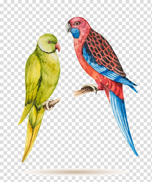 Bird Parrot, Drawing, Crimson Rosella, Macaw, Painting, , Watercolor Painting, Royaltyfree transparent background PNG clipart