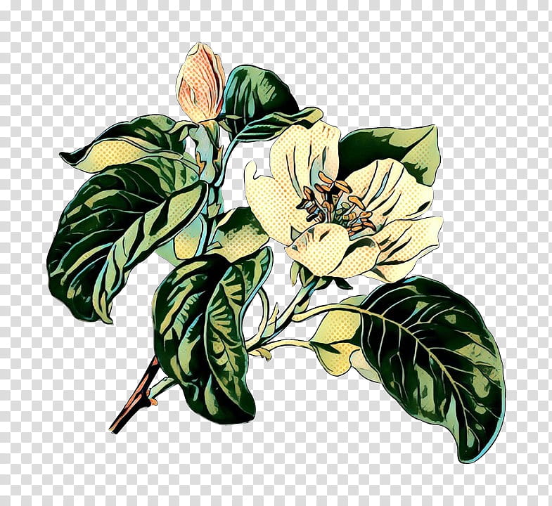 Magnolia Tree, Medicinal Plants, Quince, Flower, Drawing, Food, Leaf, Anthurium transparent background PNG clipart