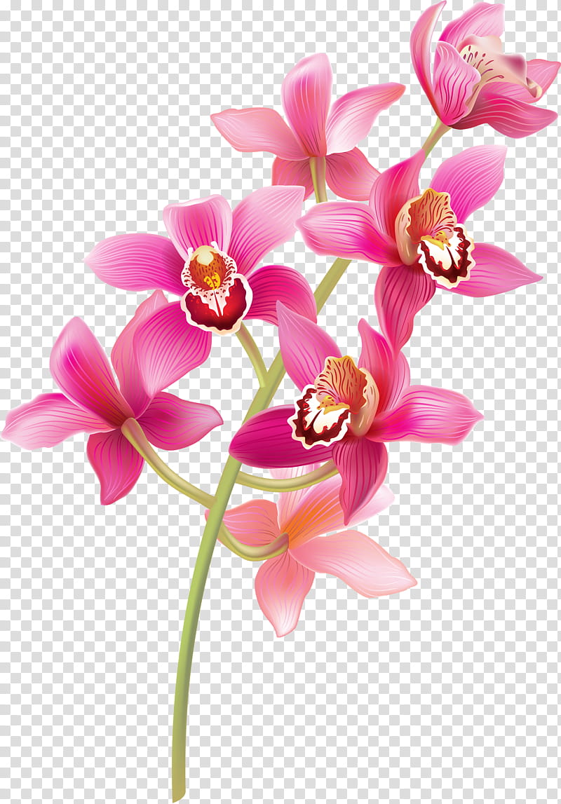 Pink Flower, Orchids, Plant Stem, Drawing, Color, Petal, Moth Orchid, Cut Flowers transparent background PNG clipart