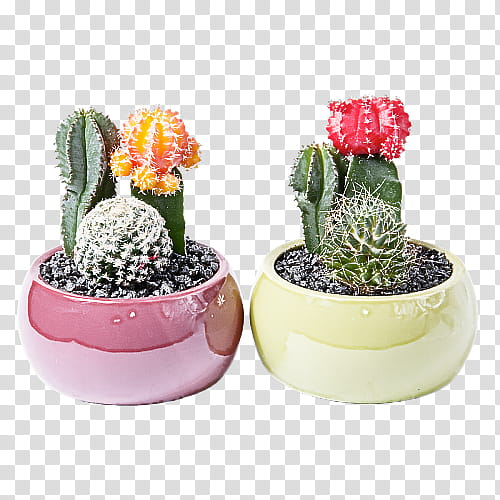 Cactus, Flowerpot, Plant, Houseplant, Flowering Plant, Succulent Plant, Terrestrial Plant, Caryophyllales transparent background PNG clipart