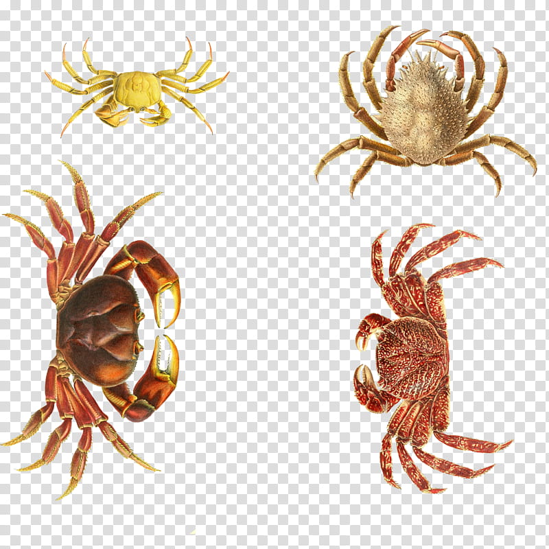 Vintage Aquatic , brown crabs illustration transparent background PNG clipart