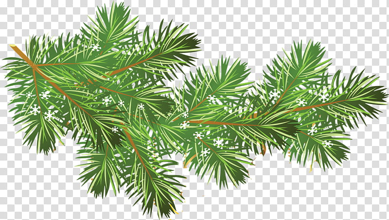 Black And White Flower, Christmas Day, Drawing, Columbian Spruce, Balsam Fir, Shortleaf Black Spruce, Tree, Yellow Fir transparent background PNG clipart