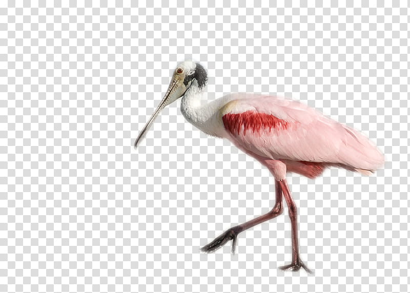 bird beak spoonbill ibis crane-like bird, Cranelike Bird, Shorebird, Whooping Crane, Neck transparent background PNG clipart