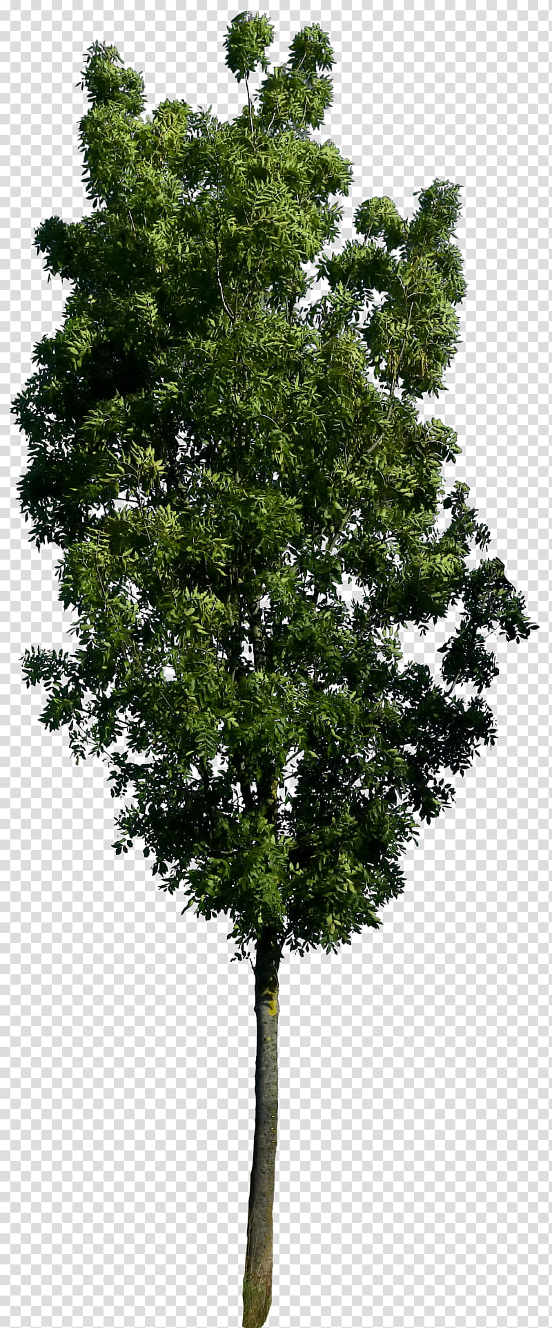 Tree  HQ, green-leafed tree transparent background PNG clipart