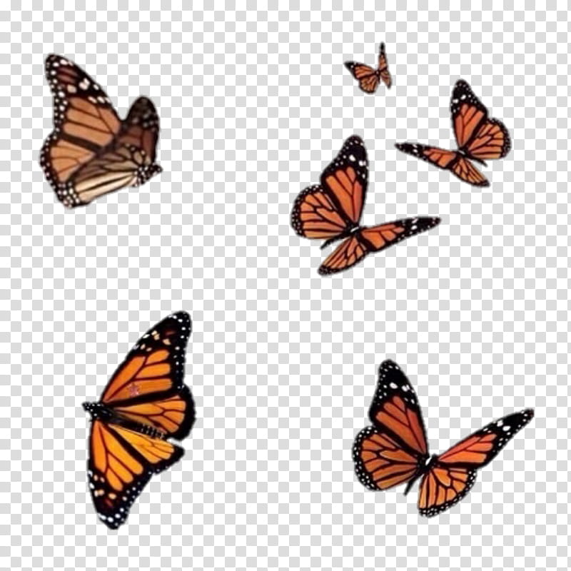 Monarch Butterfly Drawing, Insect, Brushfooted Butterflies, Moth, Butterflies And Moths, Butterfly Moth, Lepidoptera, Moths And Butterflies transparent background PNG clipart