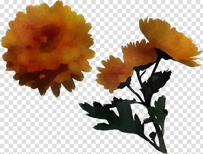 Orange, Flower, Yellow, English Marigold, Plant, Petal, Calendula, Cut Flowers, Tagetes transparent background PNG clipart