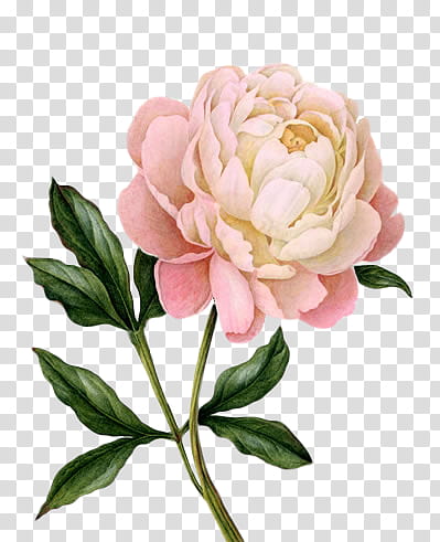 Peony, pink-petaled flower painting transparent background PNG clipart