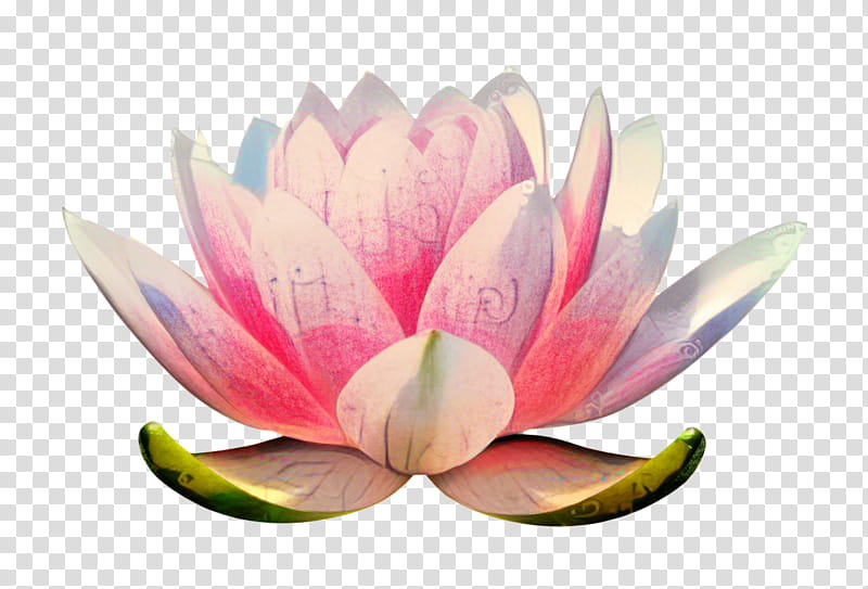 Pink Flower, Nymphaea Nelumbo, Pink M, Lotusm, Lotus Family, Sacred Lotus, Petal, Aquatic Plant transparent background PNG clipart