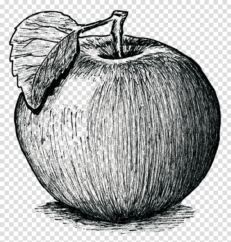 Pumpkin, Drawing, Fruit, Plant, Apple, Tree, Blackandwhite, Still Life transparent background PNG clipart