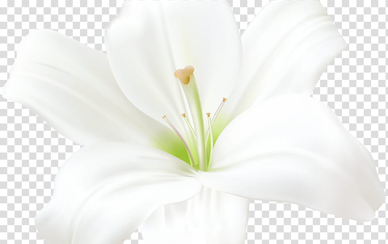 White Lily Flower, Cut Flowers, Jersey Lily, Petal, Belladonna, Amaryllis, Lily M, Plant transparent background PNG clipart