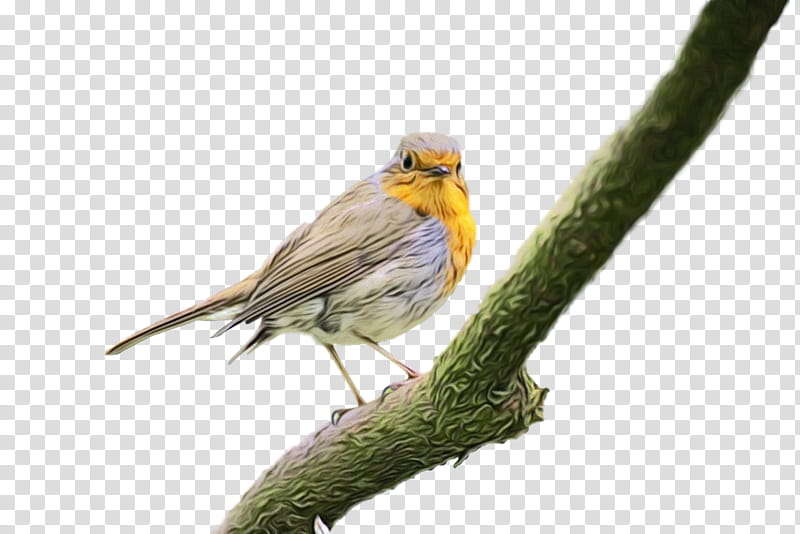 Cartoon Nature, Bird, European Robin, Flowerpecker, Animal, Bird Feeders, Bird Day, Bird Nest transparent background PNG clipart