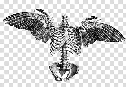 Anatomy v , grey and black human skeleton with wings art transparent background PNG clipart