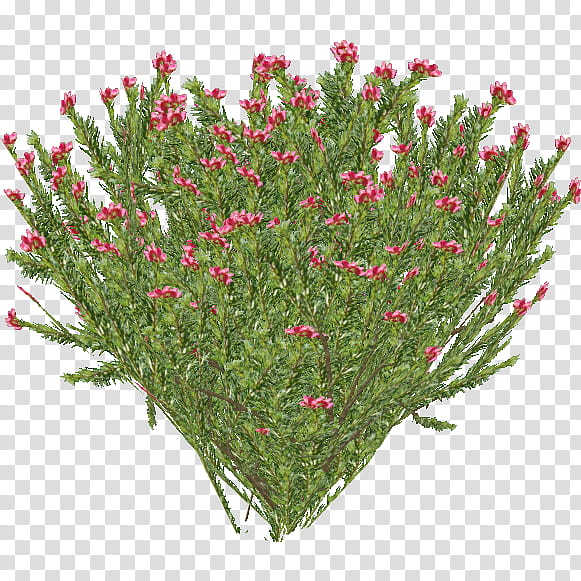 Spider, Rosemary, Shrub, Herb, Perennial Plant, Baby Boomers, Magazine, Spider Flower transparent background PNG clipart