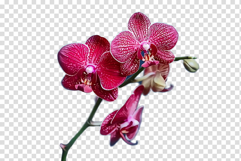 flower flowering plant moth orchid petal plant, Watercolor, Paint, Wet Ink, Pink, Magenta, Violet transparent background PNG clipart