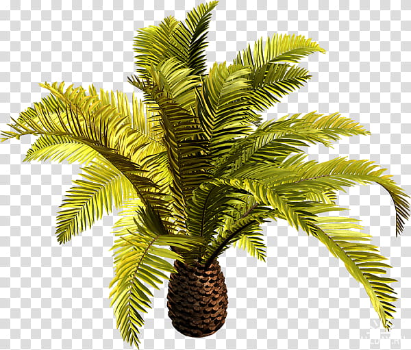 Palm Oil Tree, Babassu, Coconut, Date Palm, Canary Island Date Palm, Adonidia, Queen Palm, Roystonea Regia transparent background PNG clipart