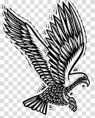 , black eagle illustration transparent background PNG clipart
