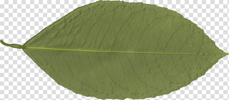 Green Leaf, Pinnation, Mezzato Corporation, Fotolibra, Featurepics, Plant transparent background PNG clipart