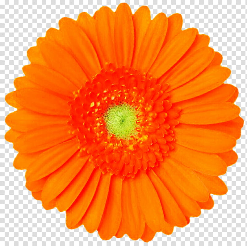 Joyfully Orange Gerbera Daisy transparent background PNG clipart