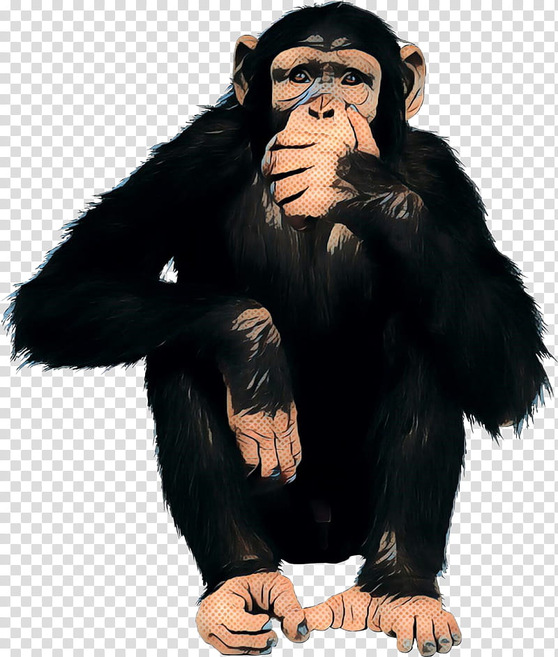 Monkey, Chimpanzee, Western Gorilla, Human, Blog, Band, Aggression, Daum transparent background PNG clipart