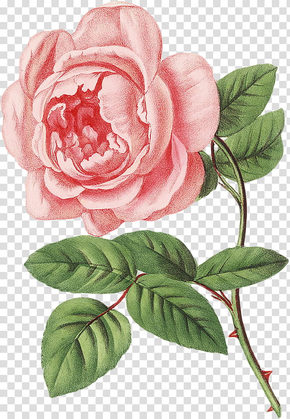 Flower Art Watercolor, Drawing, Painting, Watercolor Painting, Garden Roses, Plant, Rose Family, Rosa Centifolia transparent background PNG clipart