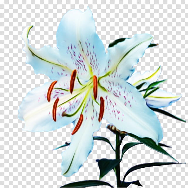 flower flowering plant lily petal plant, Watercolor, Paint, Wet Ink, Stargazer Lily, Peruvian Lily, Tiger Lily, Lily Family transparent background PNG clipart