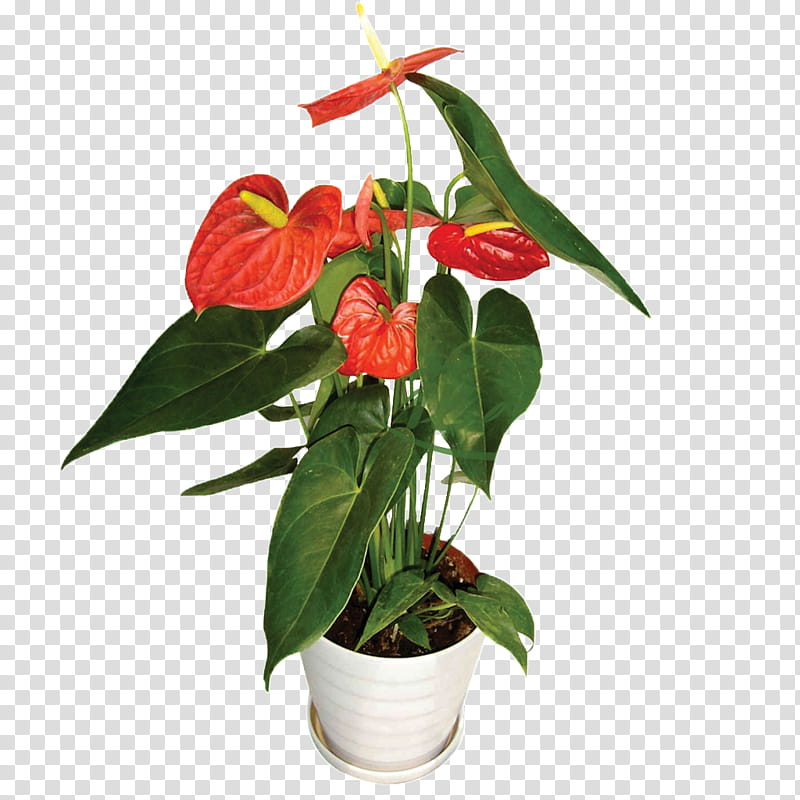 Flowers, Flowerpot, Ceramic, Plants, Penjing, Humidifier, Houseplant, Wall transparent background PNG clipart