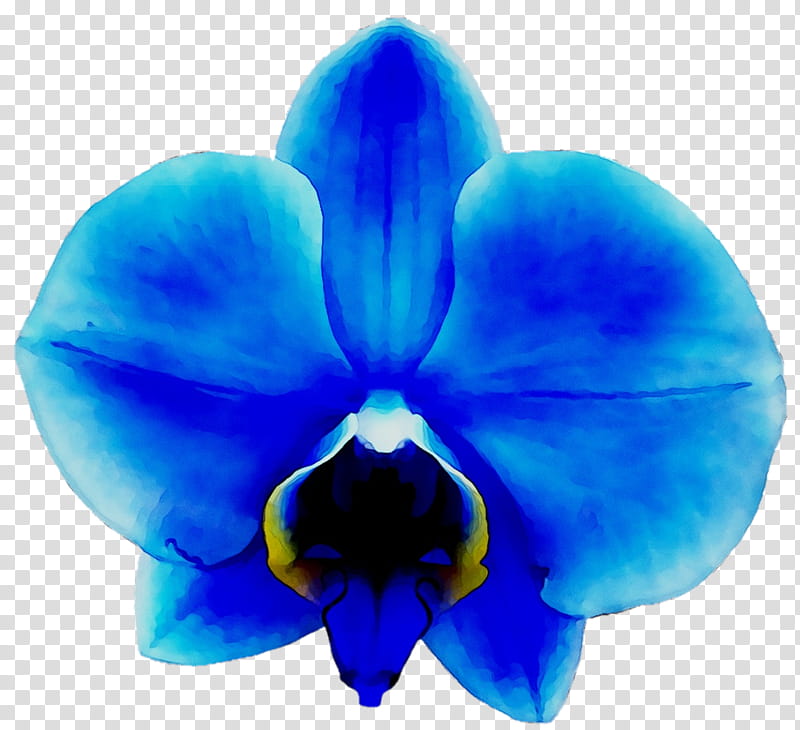 Blue Iris Flower, Orchids, Vanda Coerulea, Drawing, Green, Yellow, Black, Color transparent background PNG clipart