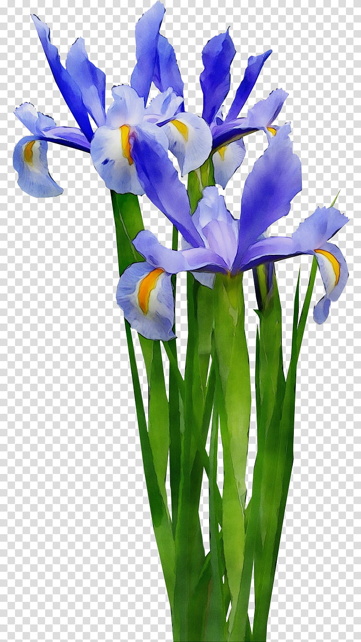flower flowering plant plant cut flowers petal, Watercolor, Paint, Wet Ink, Iris, Iris Reticulata, Iris Family, Plant Stem transparent background PNG clipart