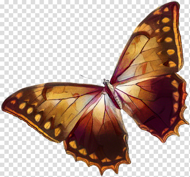 Monarch Butterfly, Brushfooted Butterflies, Pieridae, Moth, Rhetenor Blue Morpho, Tiger Milkweed Butterflies, Moths And Butterflies, Cynthia Subgenus transparent background PNG clipart