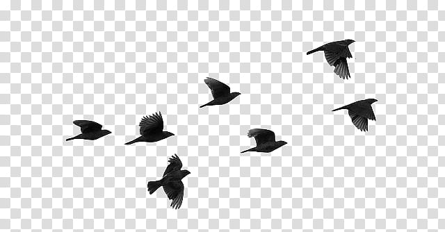 , brown and black birds flying transparent background PNG clipart
