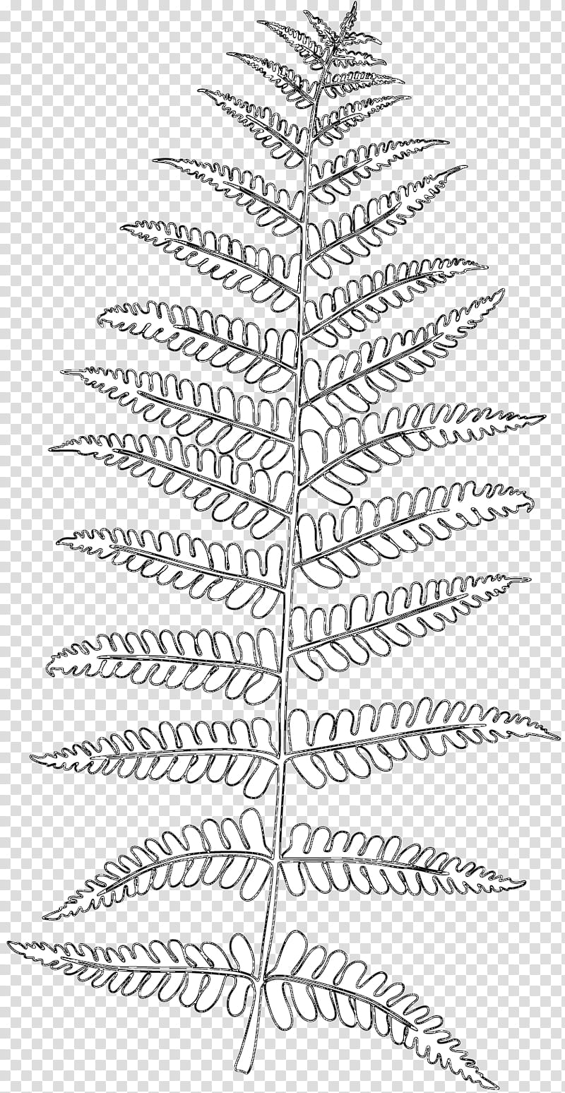 Family Tree, Frond, Leaf, Bregner, Fern, Spruce, Plants, Vascular Plant transparent background PNG clipart