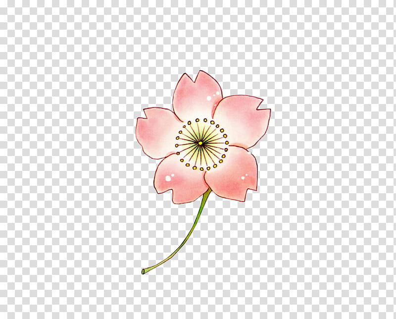 Sakura xp, pink flower transparent background PNG clipart