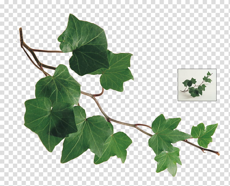 UNRESTRICTED Ivy Branch, green plant collage transparent background PNG clipart