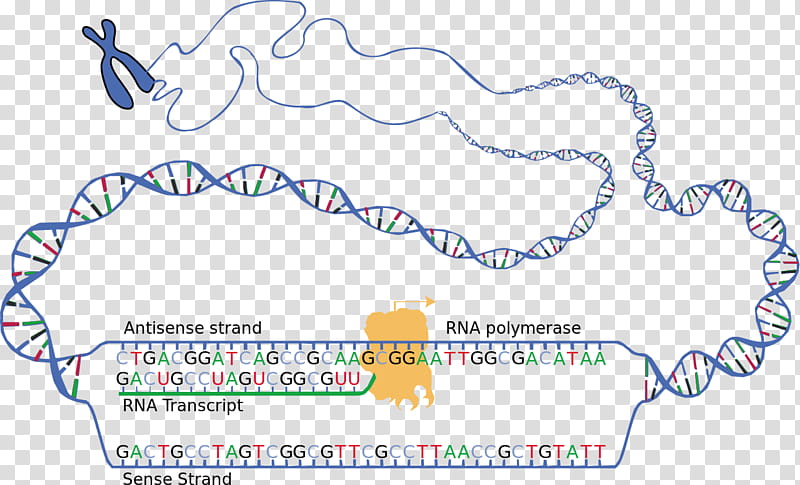 Text Border, Transcription, Dna, Rna, Translation, Nucleic Acid Sequence, Dna Replication, Gene Expression transparent background PNG clipart