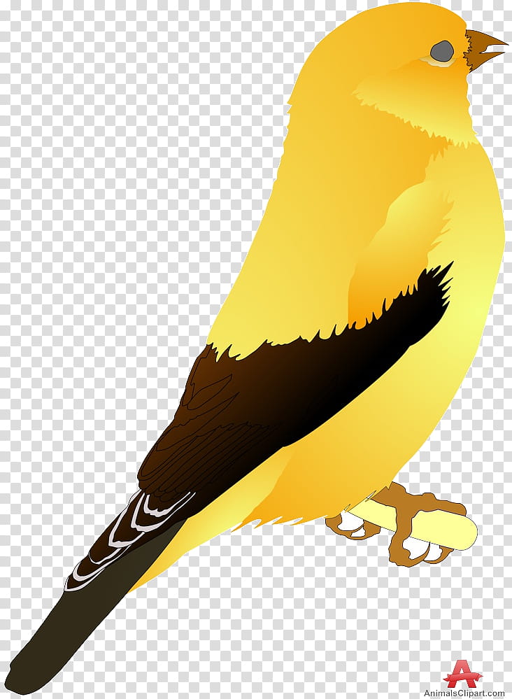 Bird Icon, Domestic Canary, Icon Design, Songbirds, Yellow Canary, Beak, Atlantic Canary, Finch transparent background PNG clipart