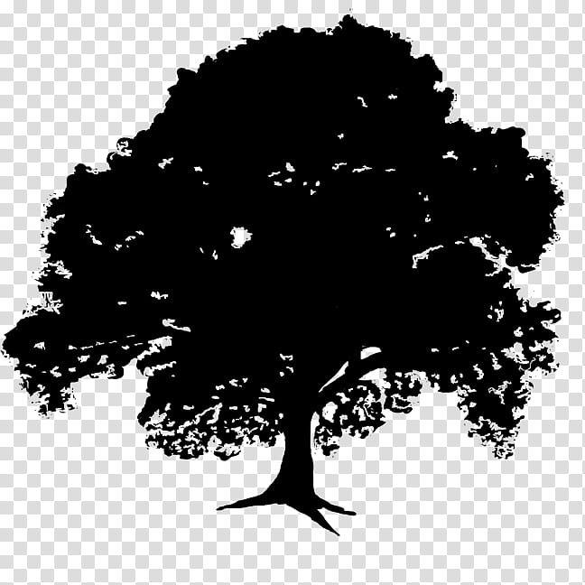 Oak Tree Silhouette, Black White M, Computer, Leaf, Plants, Black M, Woody Plant, Logo transparent background PNG clipart